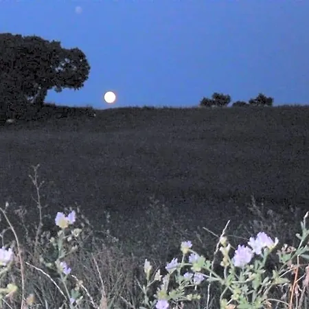 La Cinci Allegra